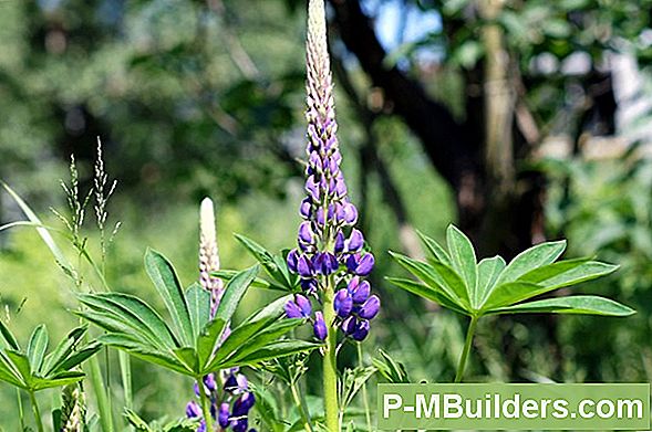 Wildflower Garden: Planering Och Prep