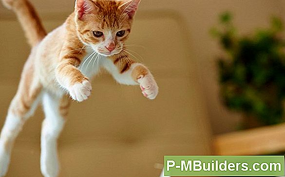 Wat Is Een Cat Back-Uitlaatsysteem?
