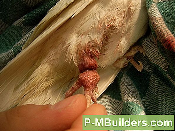 Hoe Een Vogel Te Verwijderen Die Vastzit In Een Schoorsteenpijp