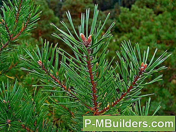7 Soorten Tree Guards Explained