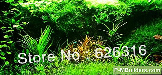 Voeg Waterplanten Toe Aan Uw Wijnvat Vijver