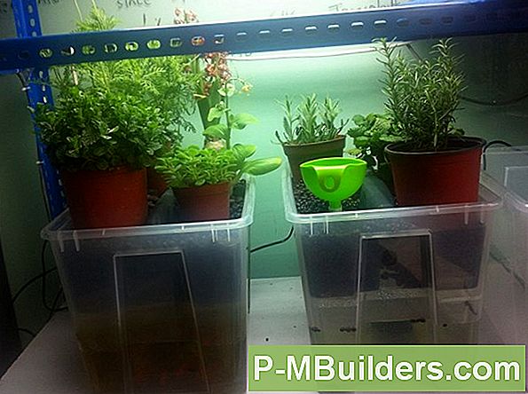 Aquaponics: De Initiële Stikstofcyclus Correct Uitvoeren
