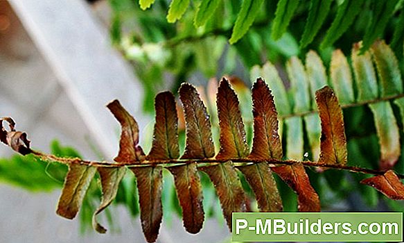 Boston Fern Turning Brown