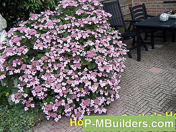 Ändern Der Farbe Ihrer Hortensie Blumen