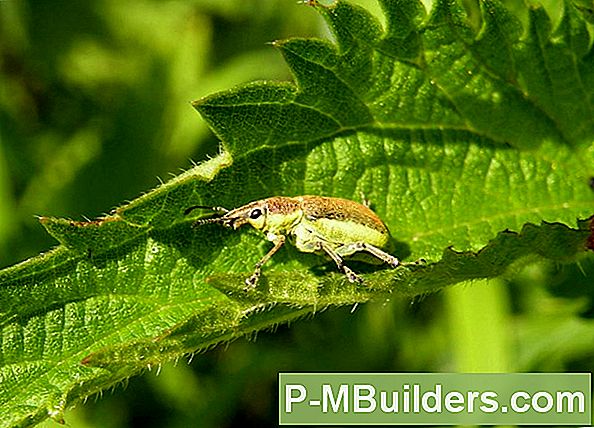 Identifisere Forskjellige Typer Weevils I Ditt Hjem