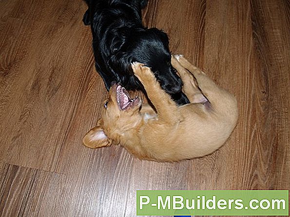 Tips Voor Het Omgaan Met Honden In Kurkvloeren