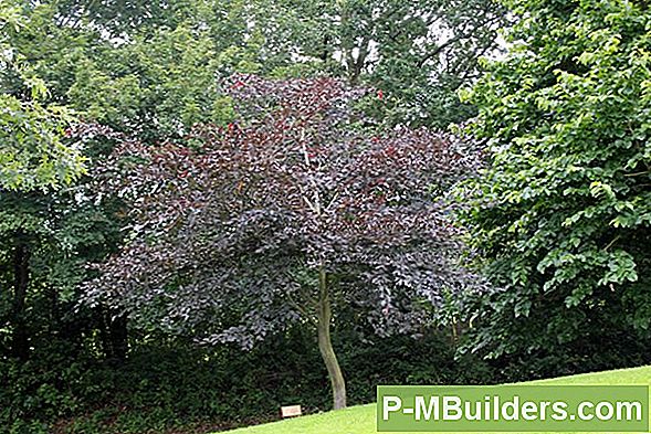 Beech Tree Pruning Tips