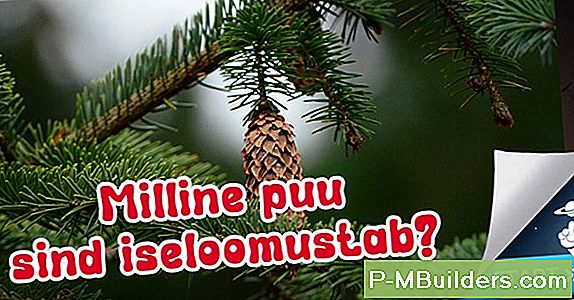 Milline On Kõige Paremini Kasutatav Riidekapi Laevakerine?