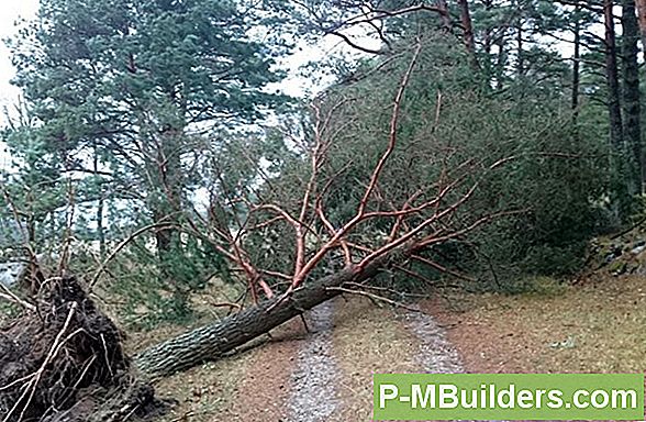 7 Liigid Tree Guards Explained