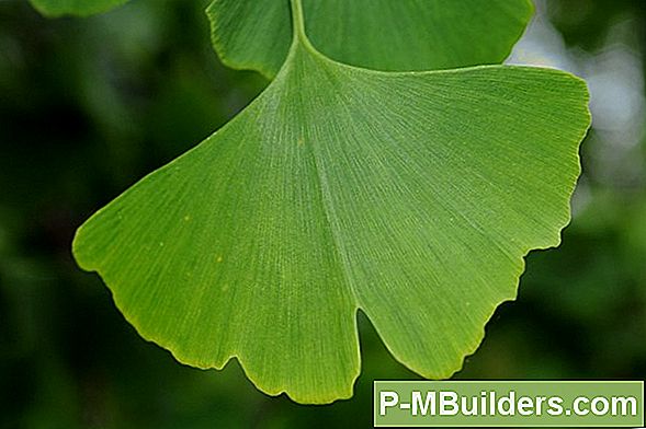 Ginkgo Haiguste Tuvastamine Ja Ravimine