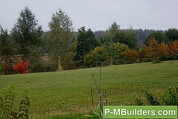 Millal Oma Puid Viljastada
