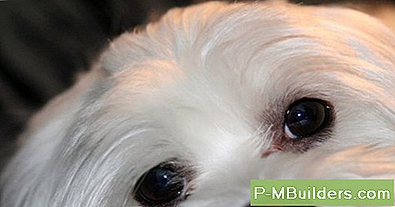 Wie Man Einen Baldachin Für Einen Hund Pen Baut