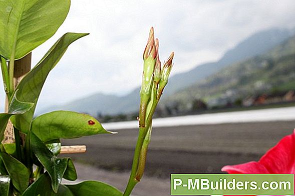 Wie Man Ein Spalier Für Kletternde Rosenpflanzen Baut