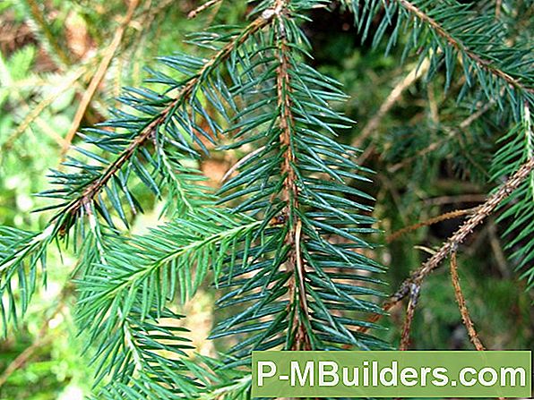 Fichte Tree Pruning Tips