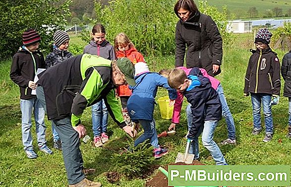 Fichte Baumpflanzung Tipps