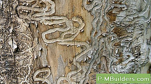 Baum Trunk Removal Guide