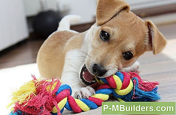 5 Besten Pet Odor Removal Optionen Für Linoleum Oder Marmorböden