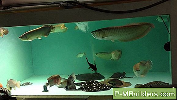 In-Tank Toalett Skålrenare