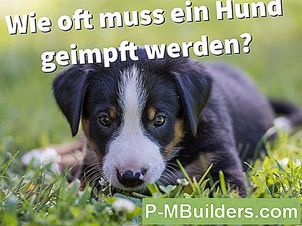Wie Oft Muss Ein Toilettenwachsring Ersetzt Werden?