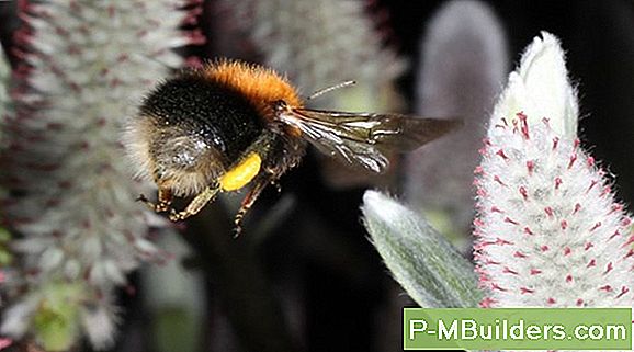 Hur Man Kan HjÀlpa Din Apple Tree Pollinera