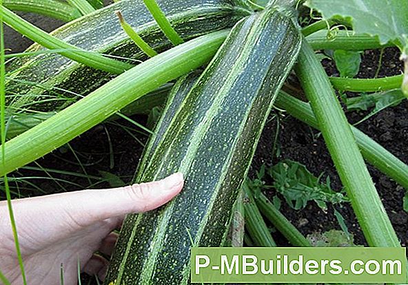 Squash Typer Att VĂ€xa Med Trellis