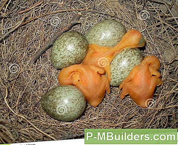 Fåglar För Baby Wild Birds