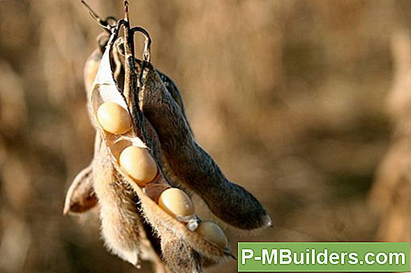 Biodiesel Bränsle: Växande Alger