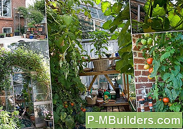SĂĄdan Plantes Tomater
