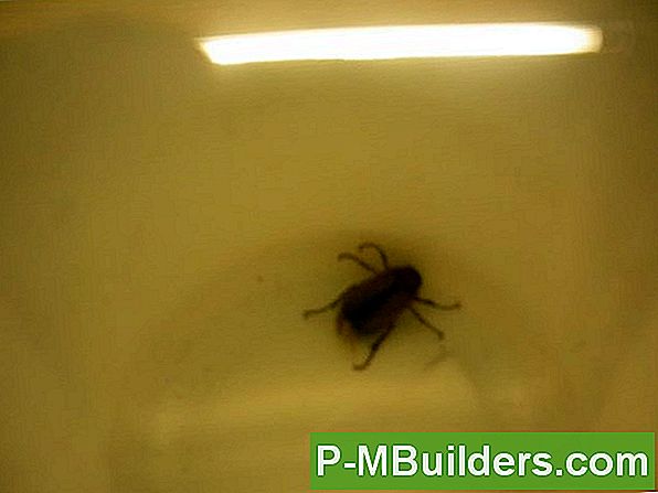 Japanese Beetle - Homeowner Ipm Control