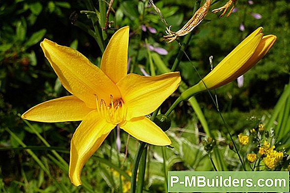 Narcis Geel