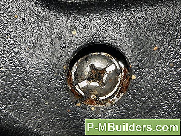 Bed Bugs Op Huisdieren Vermoorden