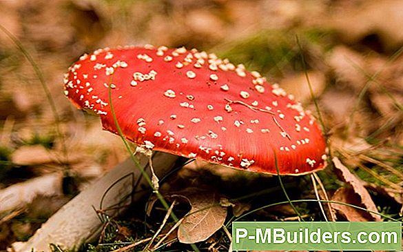 Uw Gazon In De Herfst Verticuteren