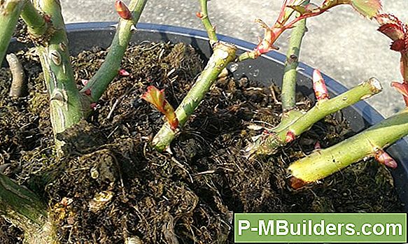 Miniatuurrozen: Het Perfecte Tuinaccessoire