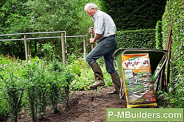 Succesvol Groentetuin Voor Beginners