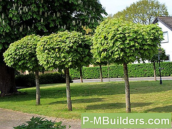 Boom Planten - Plaatsing Van Bomen