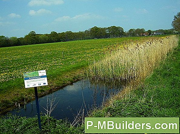 4 Natuurlijke Ongediertebestrijdingsmethoden Om Spinnen Kwijt Te Raken