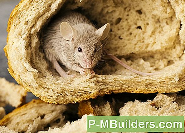 Huismuizen Elimineren: Uitroeiings- En Preventietips