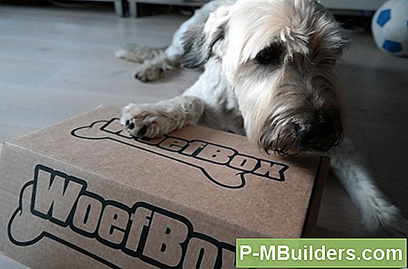 Winter Gezondheid En Veiligheid Tips Voor Honden