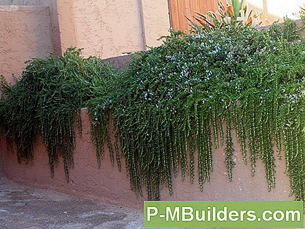 Fabulous Evergreen Ground Covers: Growing English Ivy