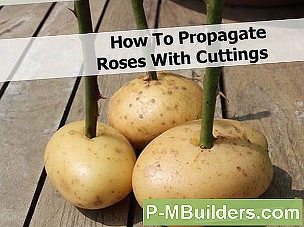 Grow & Propagate Beautiful Roses