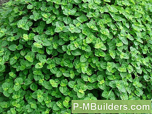 Mint Garden