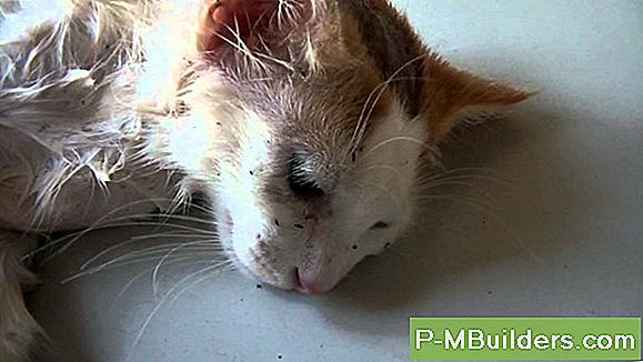The Truth About Fleas And Your Pets