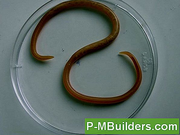 Trichinosis