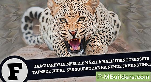 Naised Ja Nende Mootorrattad