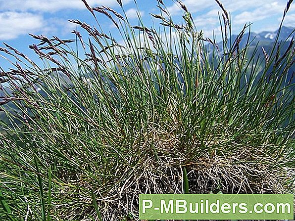 Fescue Päästetöödeks