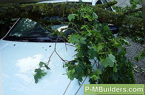 Õige Puu Eemaldamise Tehnika