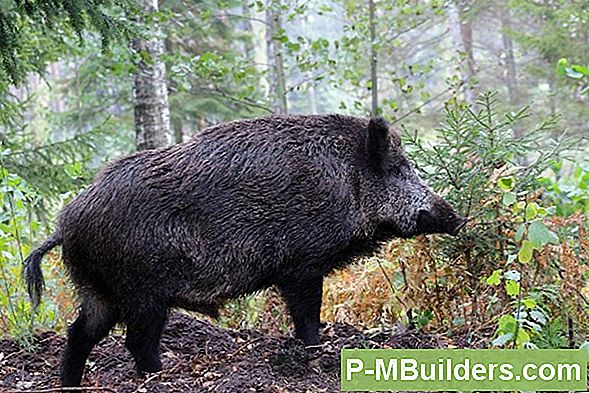 Väljaheide