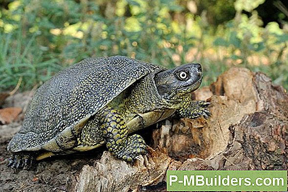 Milliseid Puidutöödega Ühendusi Saan Kasutada Kroonvormimise Trimmiks?