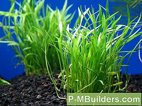 Kweken Zoetwater Aquariumplanten
