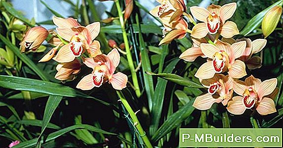 Blassrosa